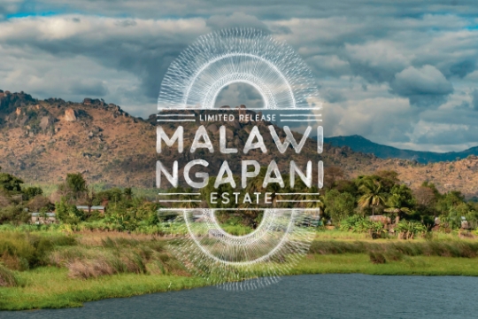 November’s Limited Release: Malawi Ngapani Estate - Peets Coffee